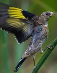 حسون سوري افراخ 0