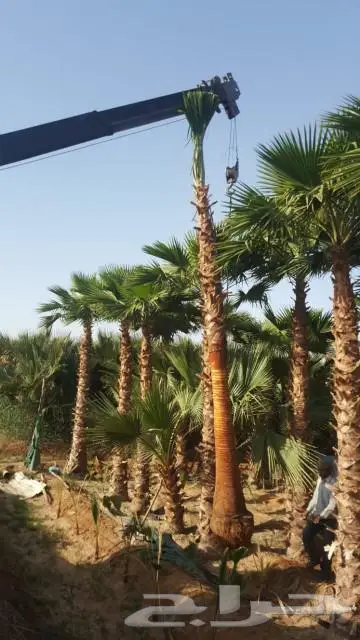 نخل واشنطني زينه للبيع 9