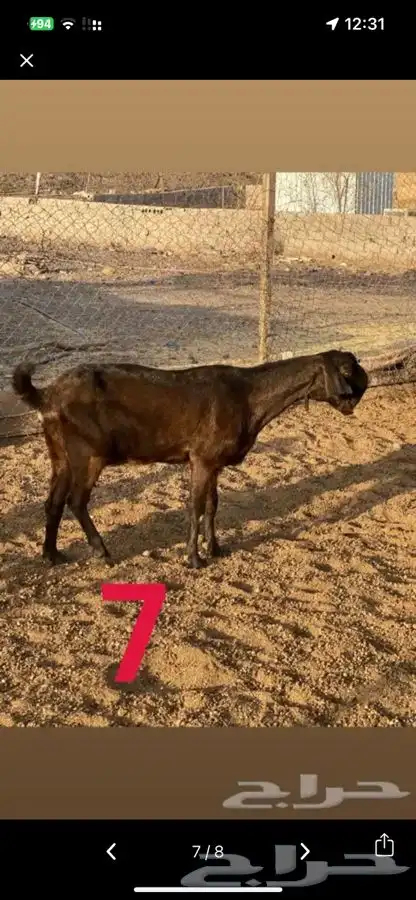 معزا شاميه صنف 1