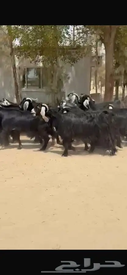 معزا عوارض خصم اشباب وجرم طيبه 10