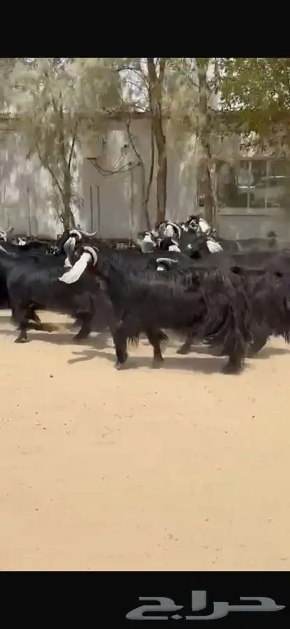 معزا عوارض خصم اشباب وجرم طيبه 9