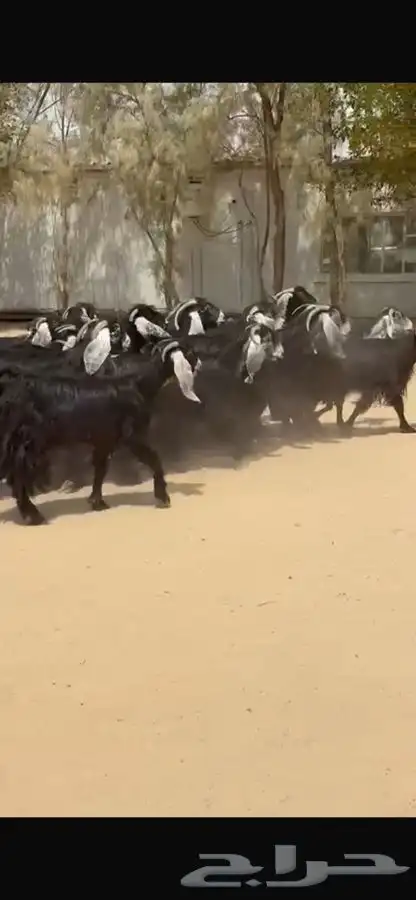 معزا عوارض خصم اشباب وجرم طيبه 15