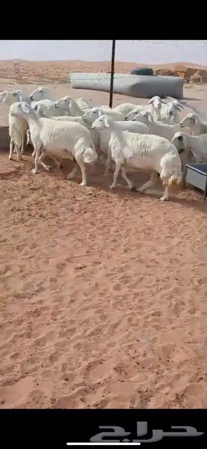 للبيع حريات دفيع وضريع 17 بالفحل 2