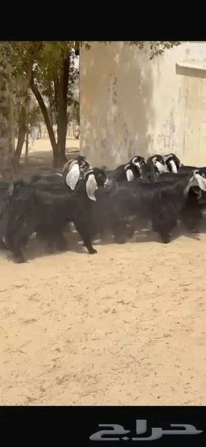 معزا عوارض خصم اشباب وجرم طيبه 11