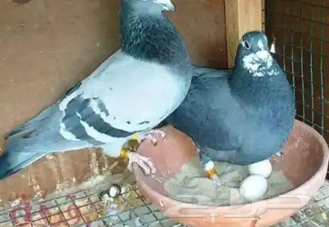 حمام بلدي على بكستاني مشكل 0