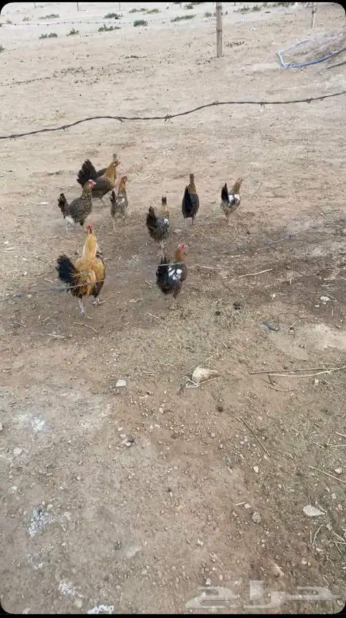 دجاج 2