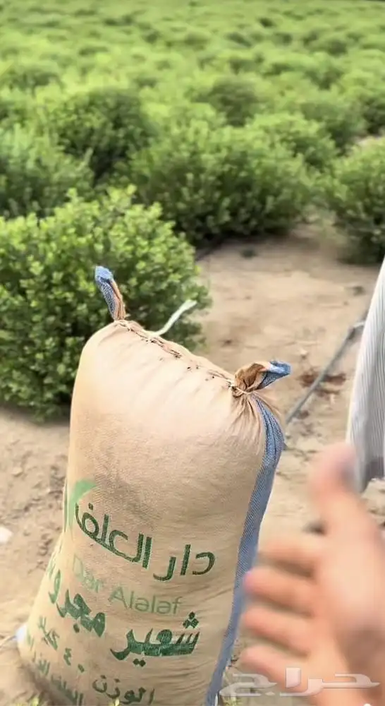 حناء ينبع النخل طبيعي بدون اضافات 1