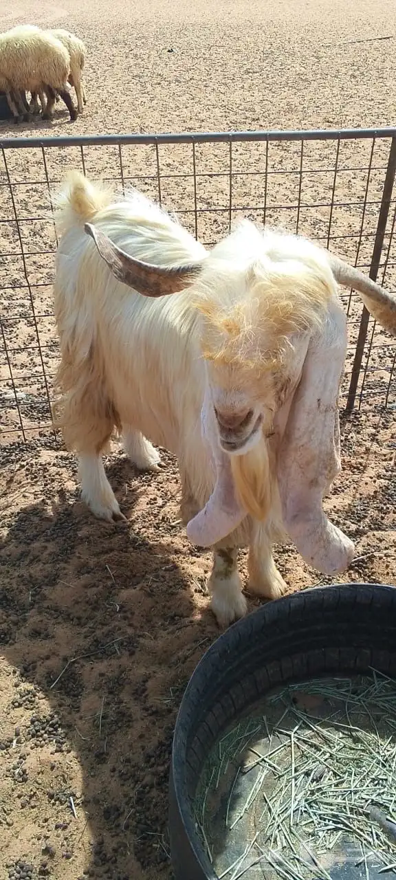 للبيع 0