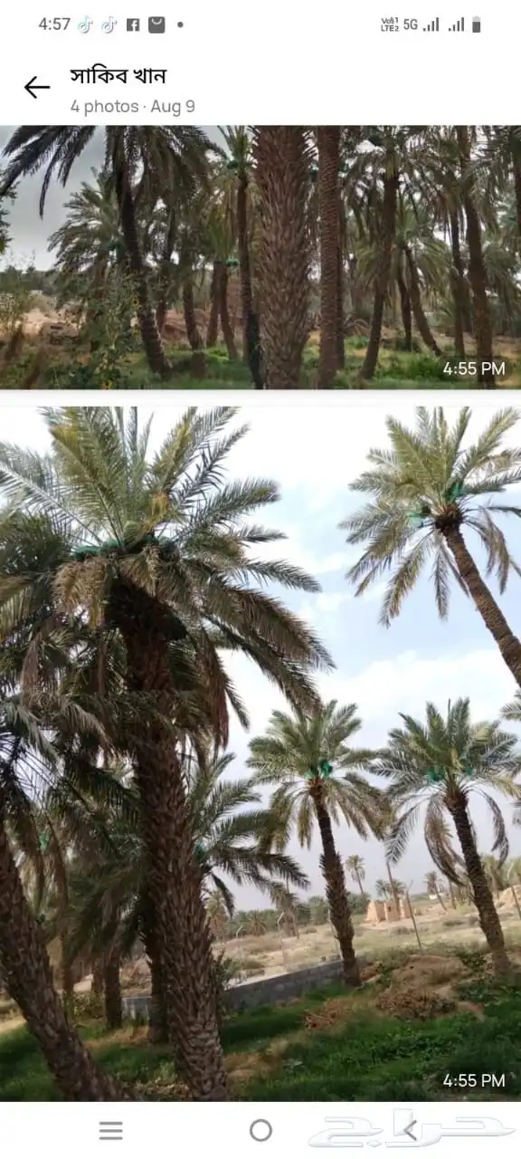 ثمر نخل للبيع على روس النخل 1