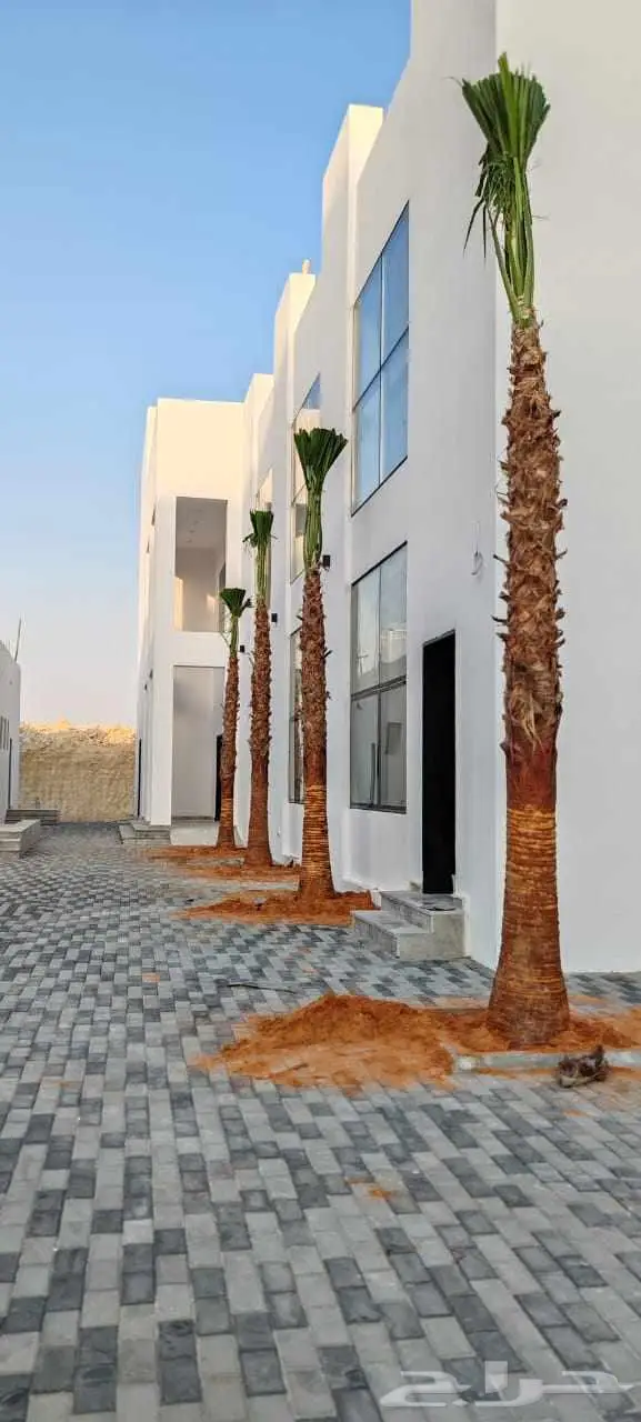جهنميه واشجار جميع لانواع ونخل واشنطني نخيل واشنطن 3