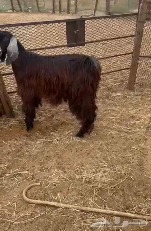 اربعه عروض 1