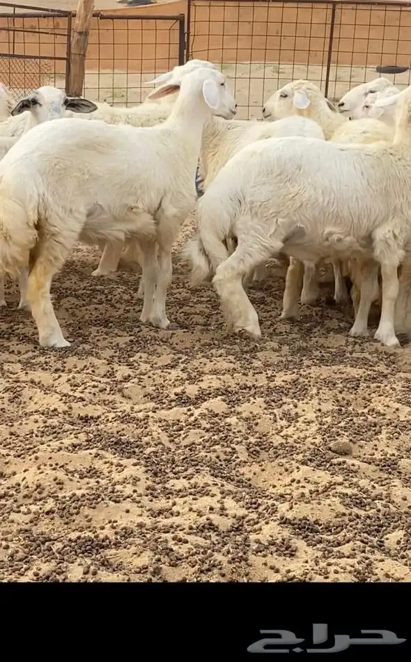 طليان حري للبيع 1
