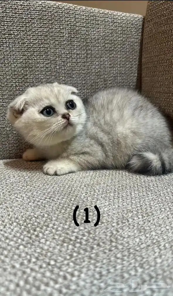 قطط سكوتش فولد سكوتش ستريت 0