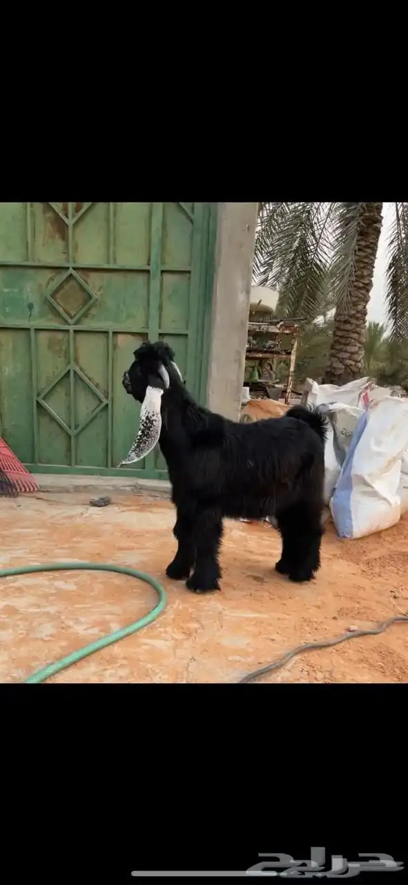 تيس عارضي صنف خصم. تم البيع 2