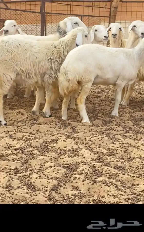 طليان حري للبيع 2