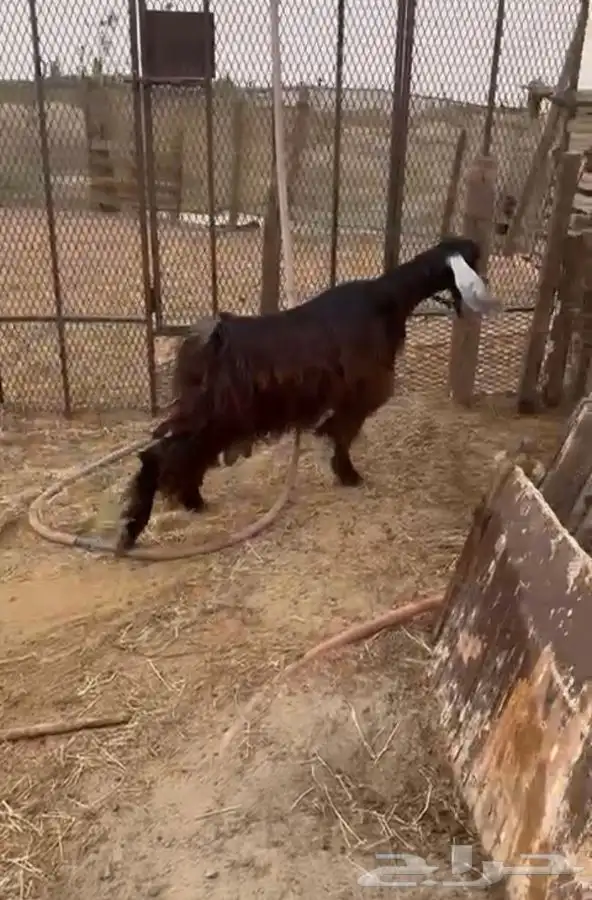 اربعه عروض 2