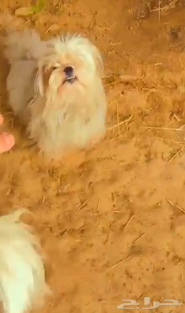 للبيع كلب شيتزو 1