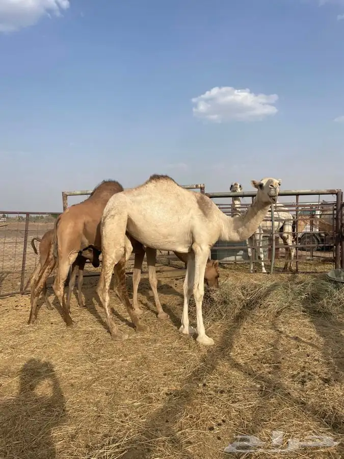 ناقة خلفة وبكرة شقحا 1
