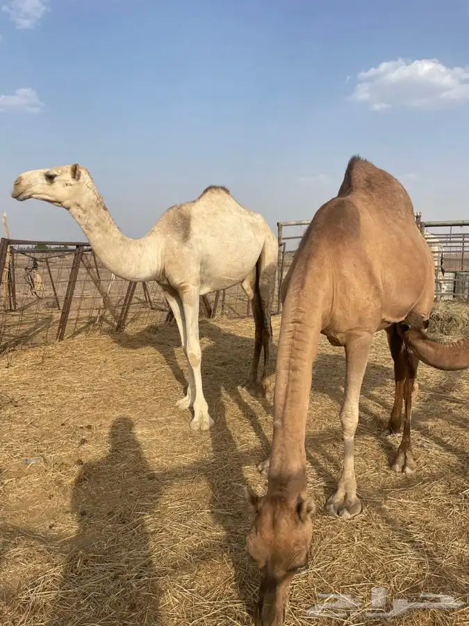 ناقة خلفة وبكرة شقحا 0