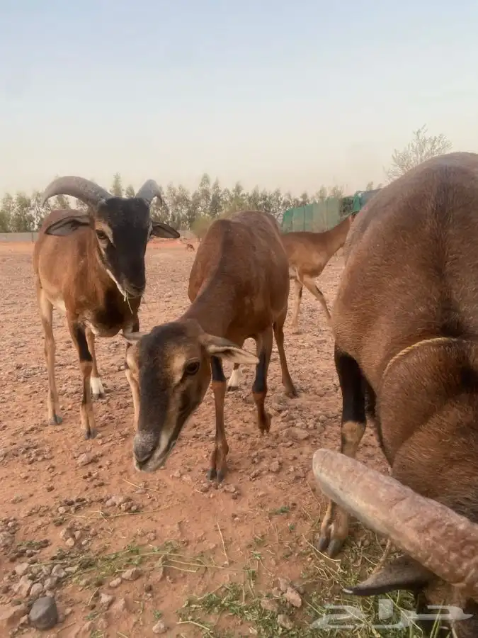 وعول الكاميرون شيب 4