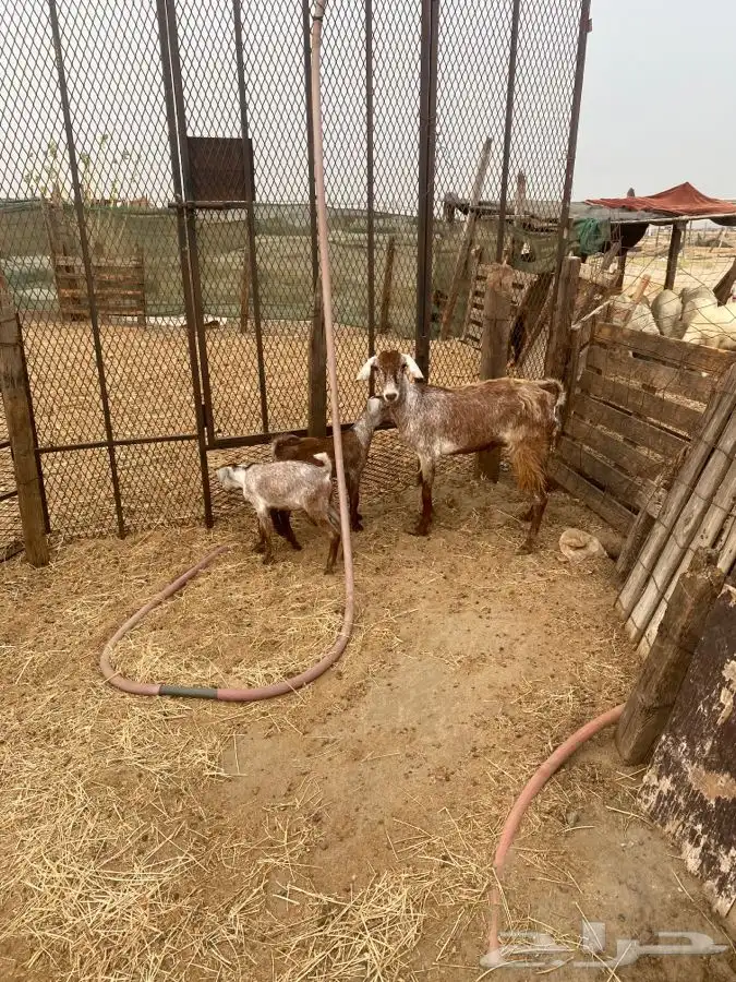اربعه عروض 41