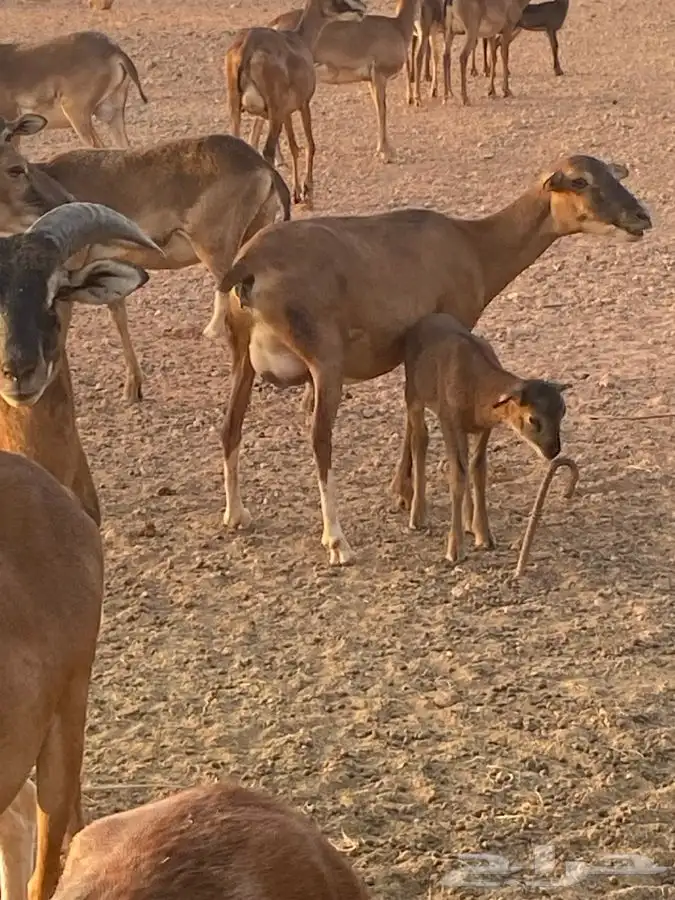 وعول الكاميرون شيب 0