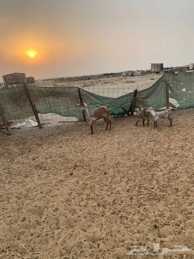 اربعه عروض 31