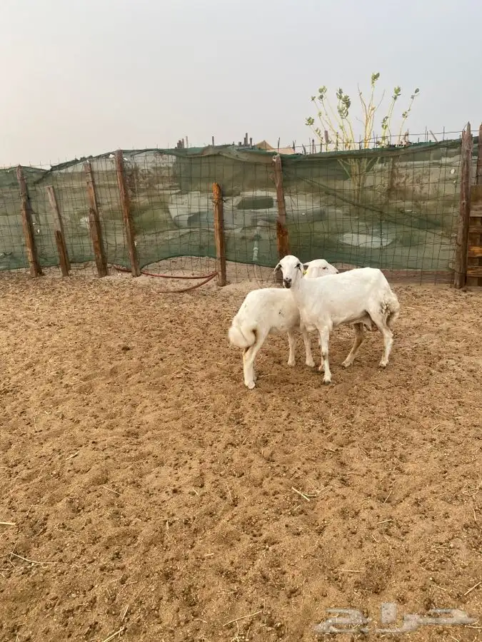 اربعه عروض 26