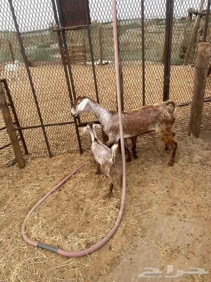 اربعه عروض 39