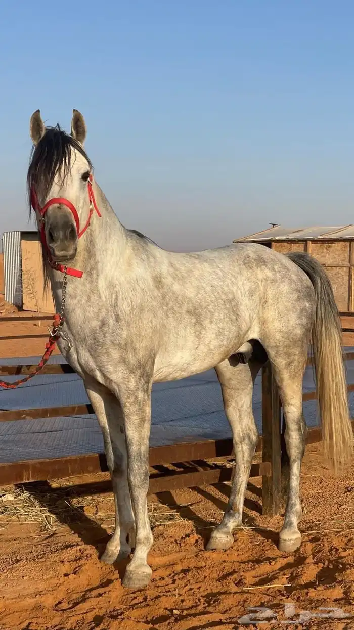 حصان شعبي 5