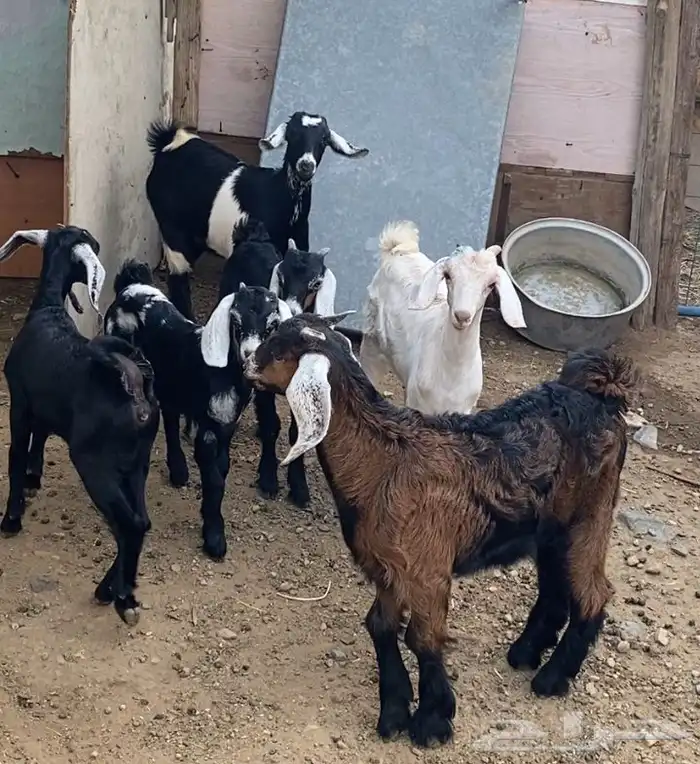 معزا حبص بعيالها 1