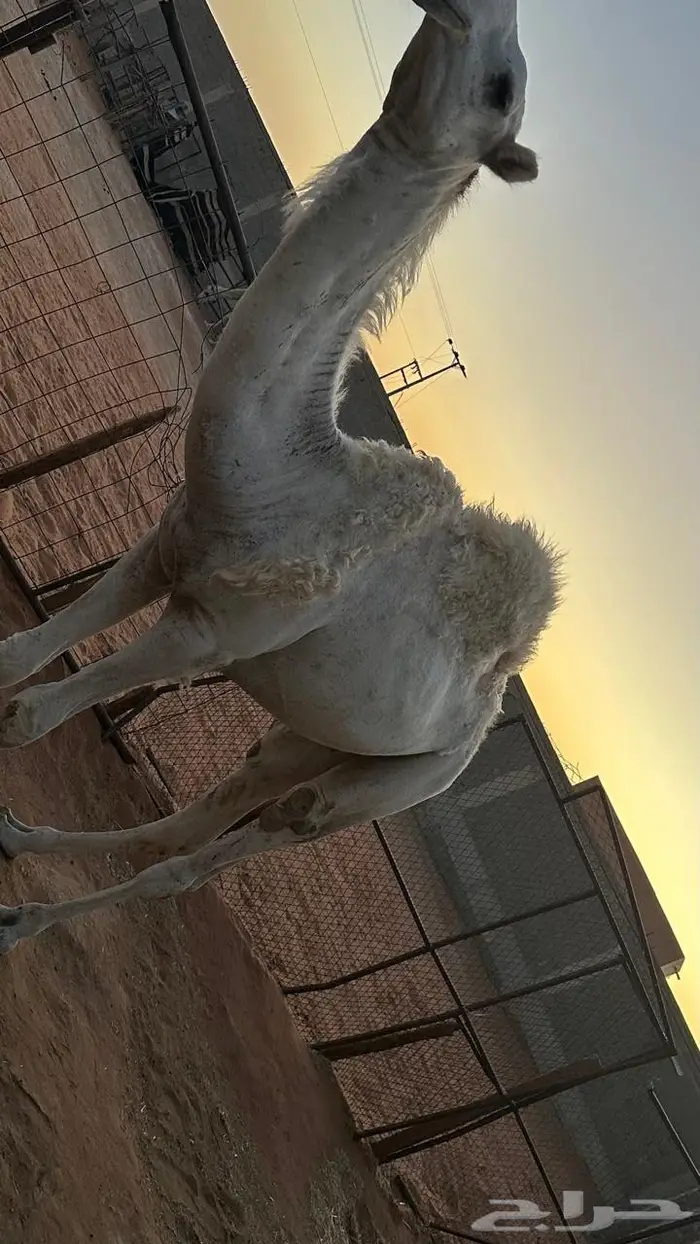قعود برده على بعير ابن معيذر جده بعير ابو عجاريد 1