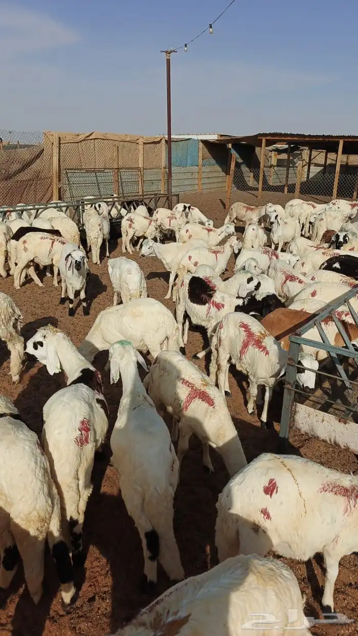 طليان سواكن فاخر 0