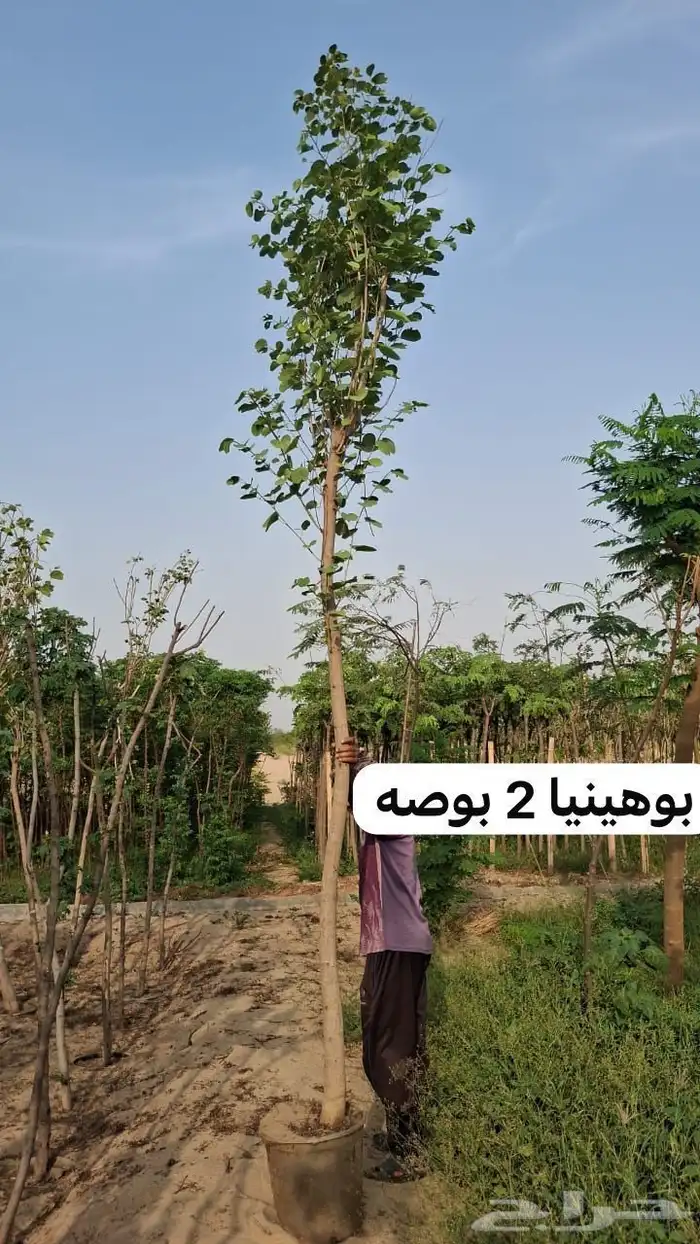 أشجار سماكات لشركات 12