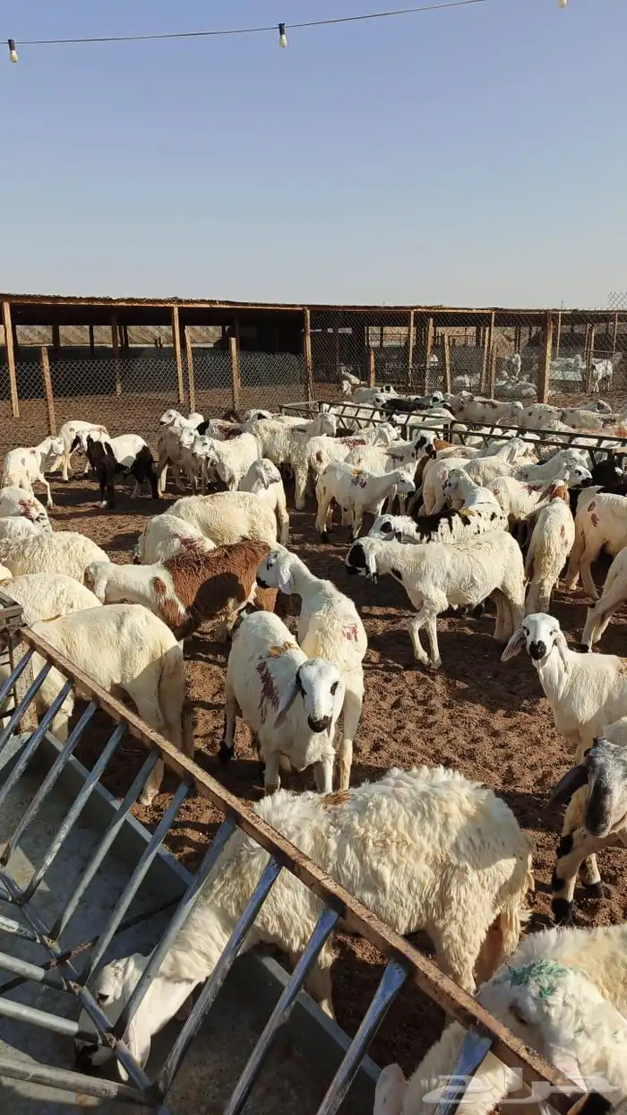 طليان سواكن فاخر 2