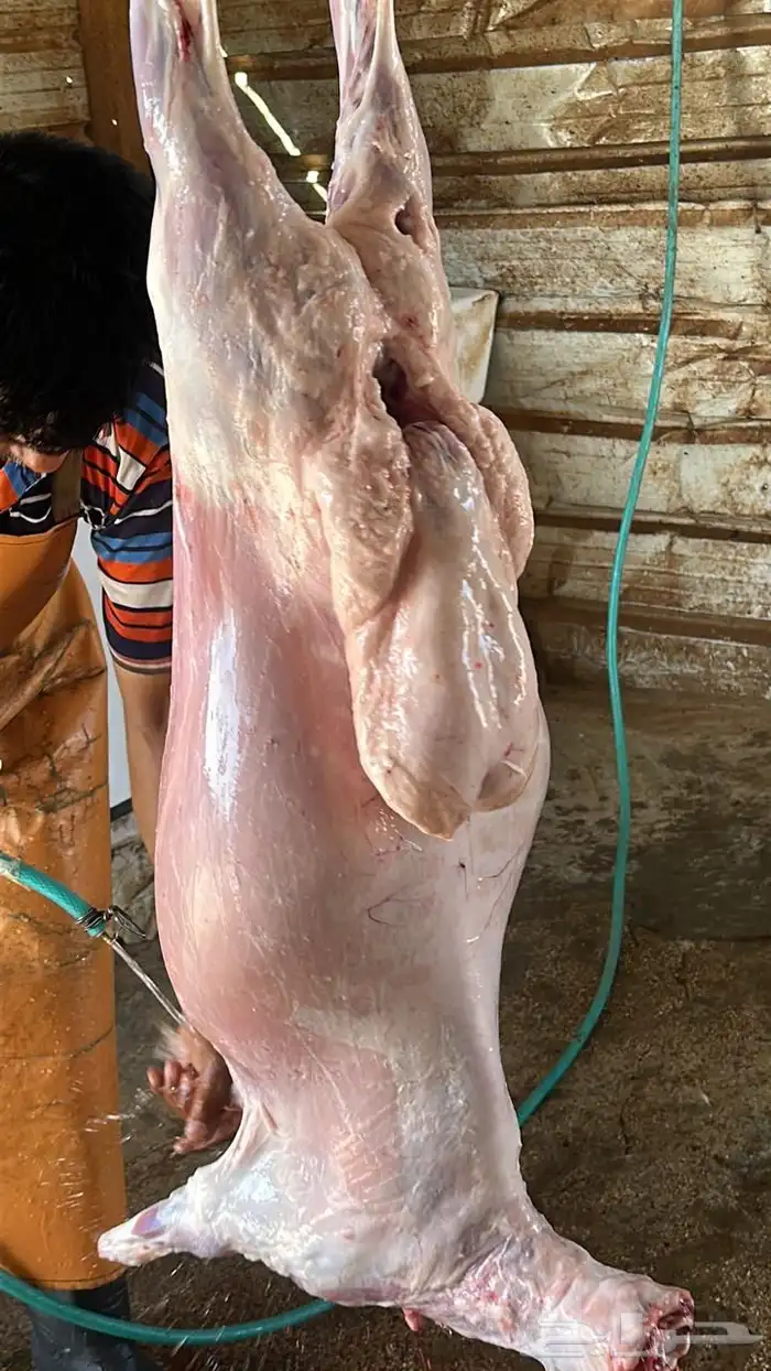 ذبائح ذبيحه طازجه ثلاجه مفطح نجدي حري نعيم 0