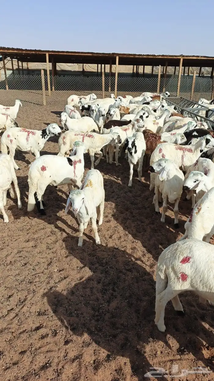 طليان سواكن فاخر 1