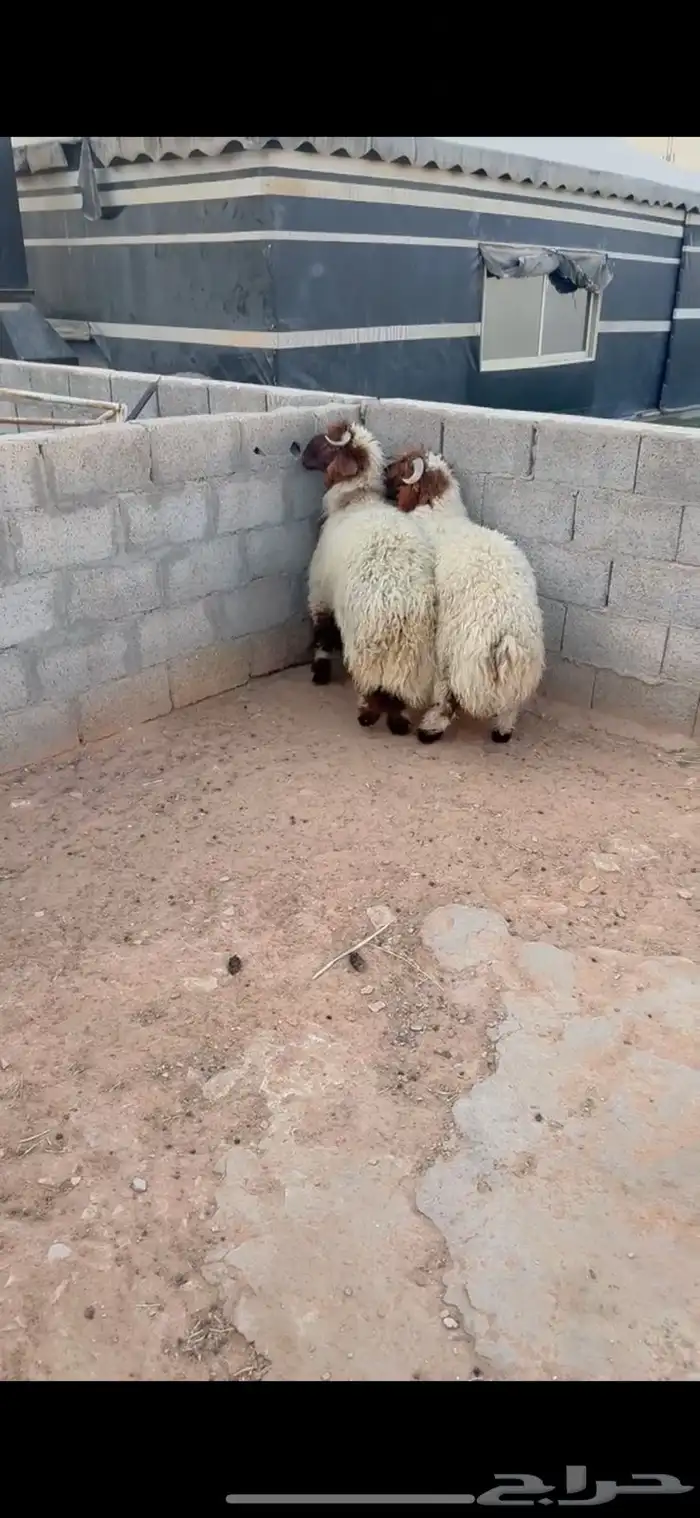 طليان نعيم الريآض حي الشفآء آي مكان نوصل ذبح باقي اثنين فقط 0