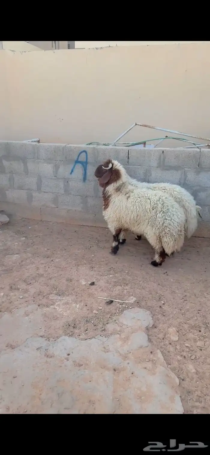 طليان نعيم الريآض حي الشفآء آي مكان نوصل في ذبح باقي اثنين 0