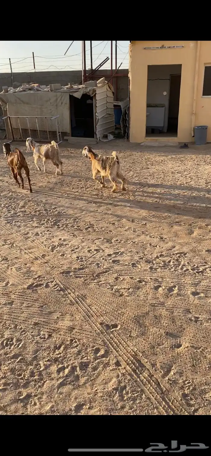 معزا جذعات عوارض صفر 3مجنوي ولا ذبح 2