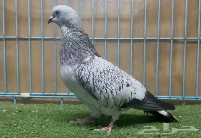 حمام للبيع 4
