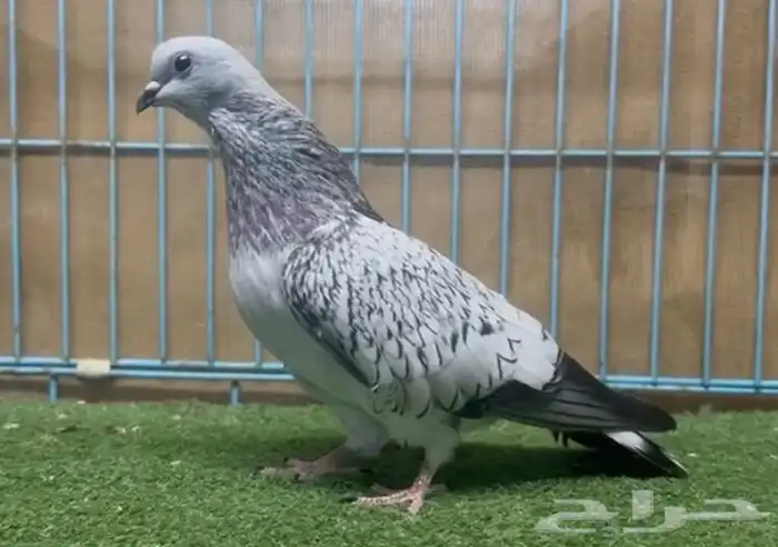 حمام للبيع 1