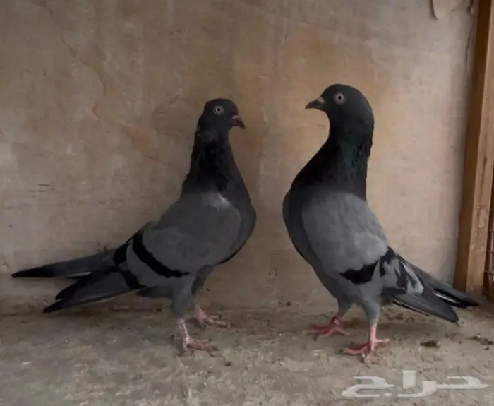 حمام باكستاني 1