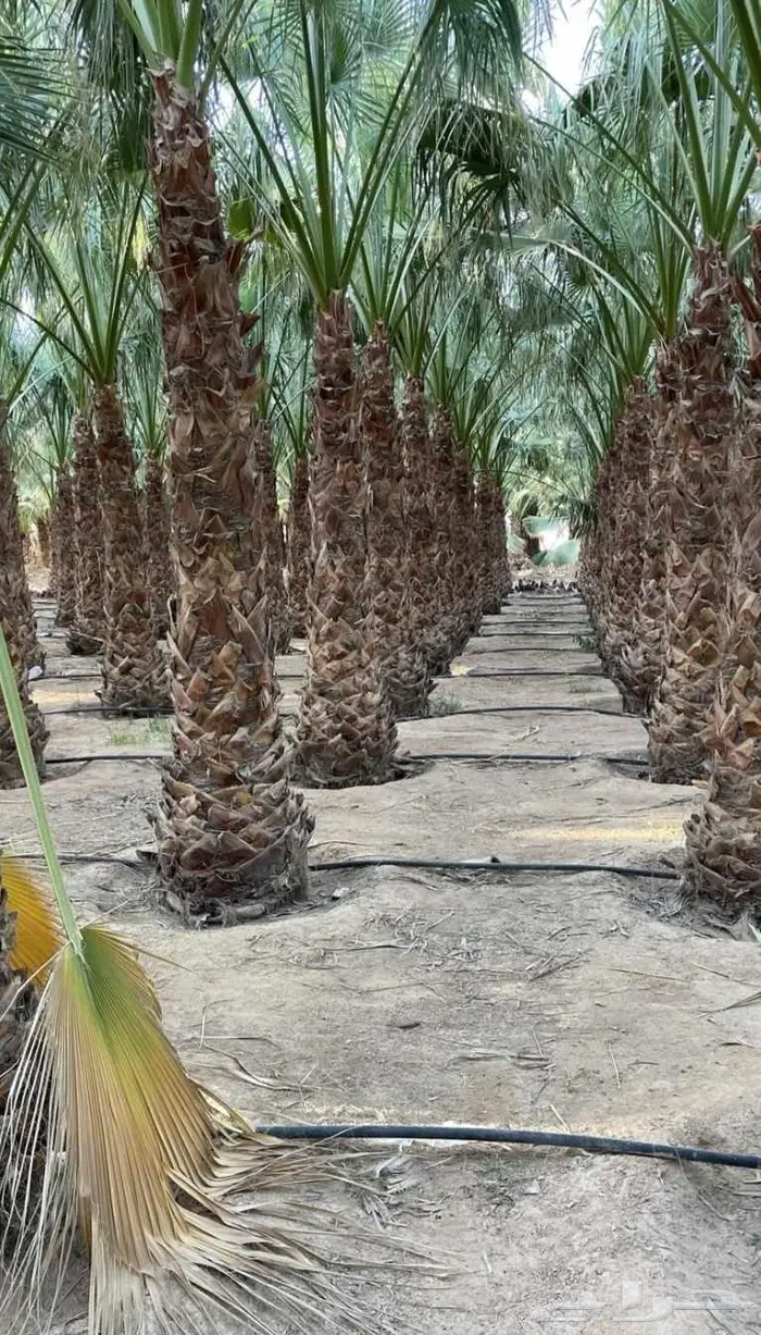 جهنميه واشجار جميع لانواع ونخل واشنطني نخيل واشنطن 6