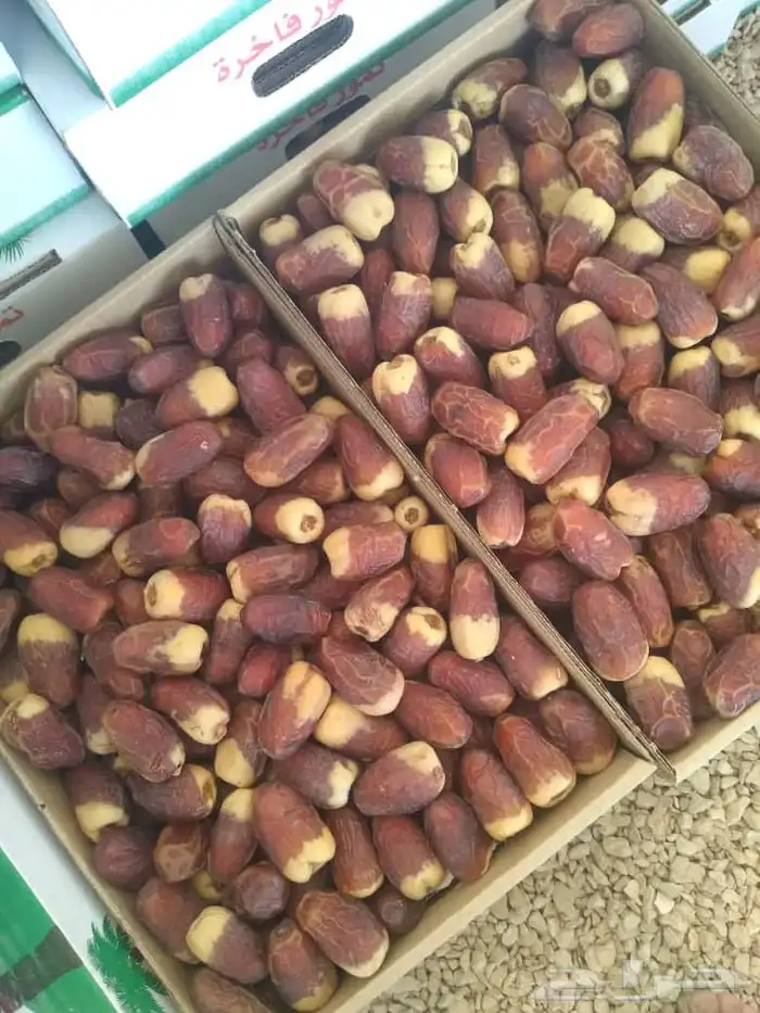 صقعي رطب فاخر مطوق احمر 0