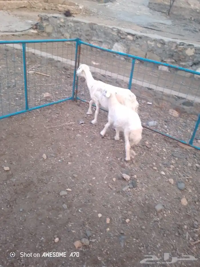 شاة رباع خلفه 10