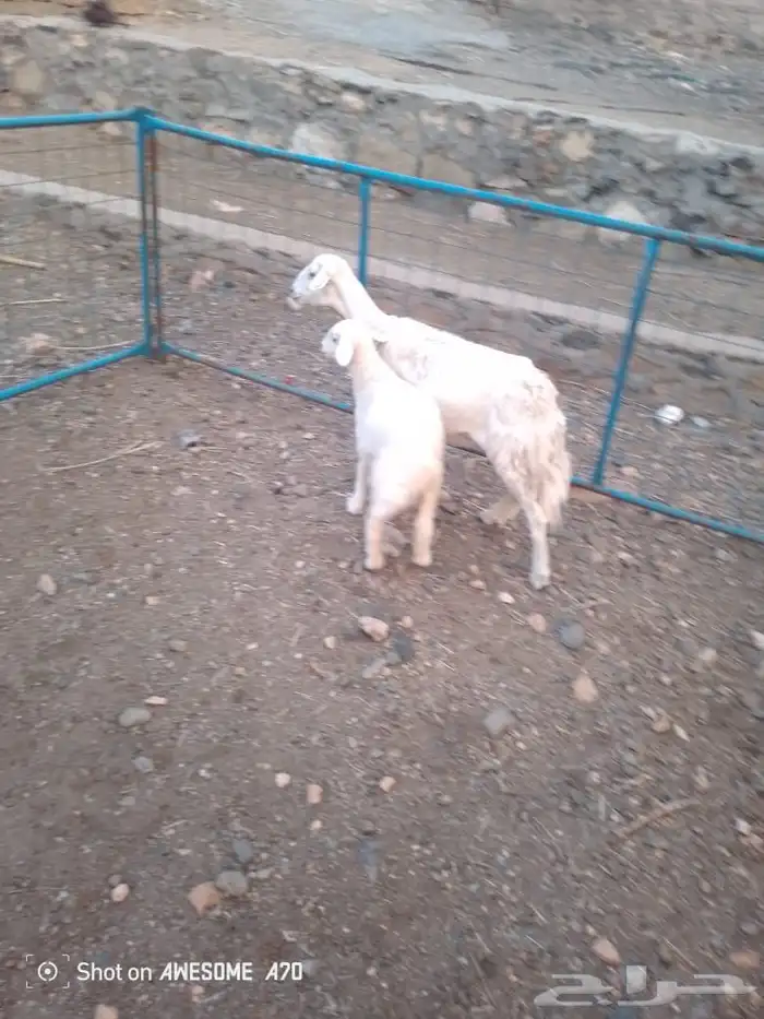 شاة رباع خلفه 3