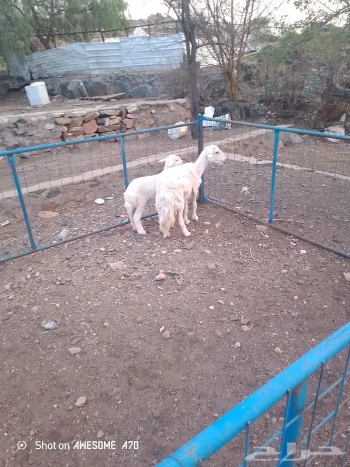 شاة رباع خلفه 6