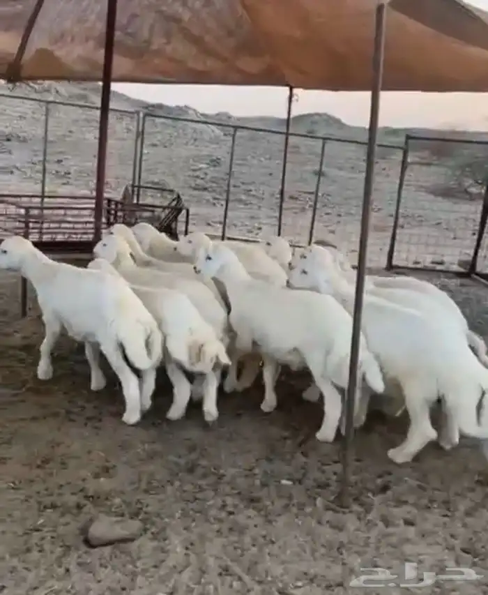 ذبايح خرفان طليان و رخال شي طيب ونظيف شعير و برسيم 1