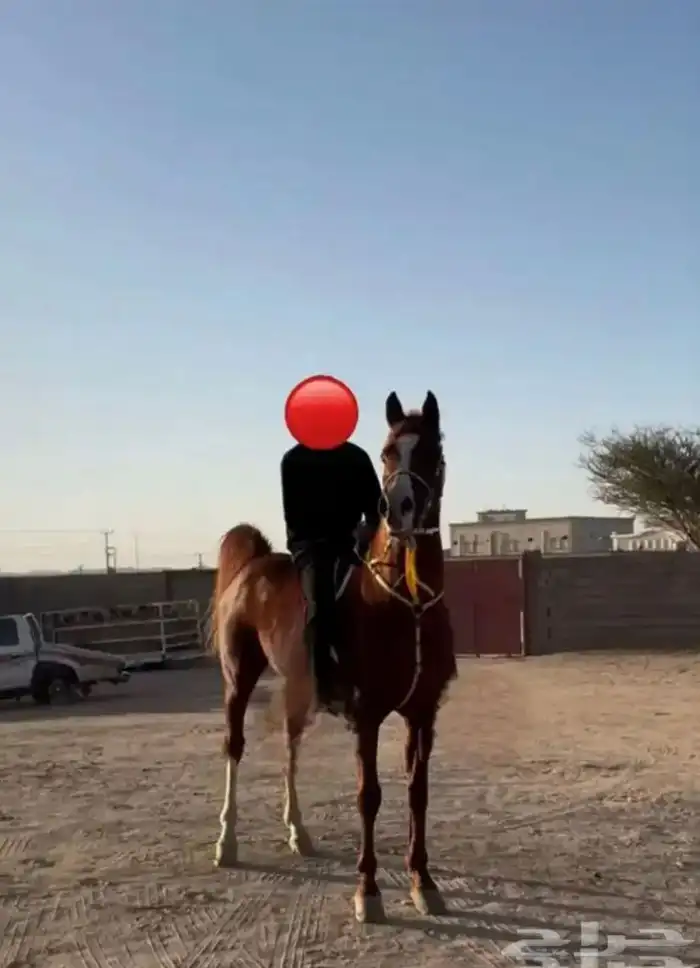 حصان كفو كرزما وسبوق 12